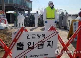 충남 서산 육용 오리 농장서 AI 항원 검출…2만8000마리 살처분