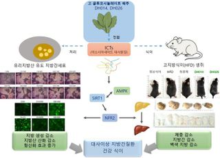 농진청, 간 건강 돕는 고글루코시놀레이트 배추 개발…지방간·내장지방 억제 확인