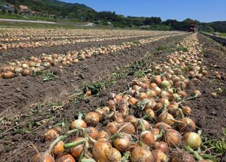 농진청, 양파 전(全)과정 기계화 보급…노동력 82% 절감