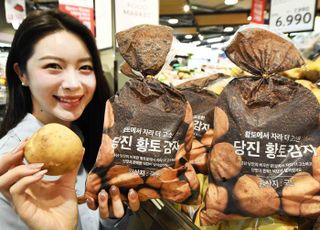 홈플러스, 100% 황토밭 재배 '당진 황토 감자' 첫 출시