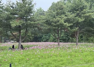 [수원 소식] 수원 탑동시민농장 코스모스밭 만개