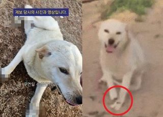 4개 발목 모두 절단된 개 발견…동물단체 “경찰에 수사 요청”