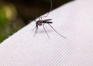 일부러 4000만 마리 모기 살포?...“‘이 동물’ 보호 위해”