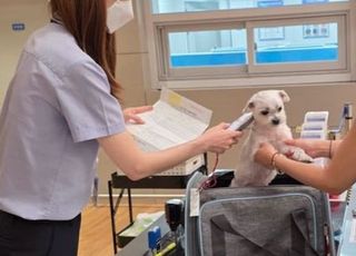 반려동물 해외동반 여행 급증…‘동물검역증명서’ 필수