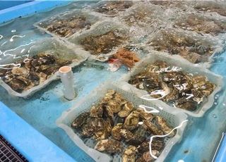 수과원, 참굴 스마트 육종 기술개발 착수…품질·생산력↑