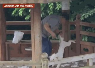 울부짖는 반려견에 '가위질'...낑낑대자 내동댕이쳐