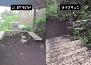 "기절하겠네" 러브버그 사체 쌓였다…점령당한 인천 계양산