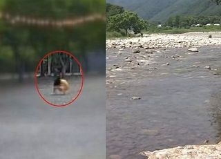 "공 주우러 갔다가" 영월서 7살 남아, 수심 3m 하천에 빠져 사망