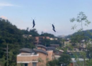 "차량에 달라붙었다면 이렇게"…러브버그 하루 루틴도 화제 "가장 많은 시각은 '이때'"
