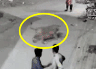 [영상] “키우던 ‘이 동물’이 탈출해 사람 공격”...CCTV 보니