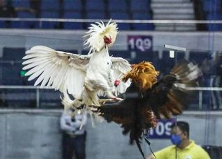 "닭싸움 승부 조작에…" 현직 경찰관들이 납치·살해 가담했다