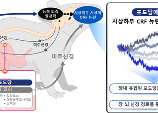 "왜 포도당이 당기는지"…KAIST, 뇌가 포도당 골라내는 원리 밝혀