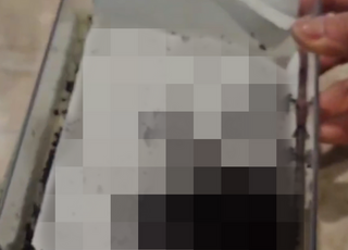 “산미 더하려고”…음식에 개미 뿌려 1억원 번 식당 적발