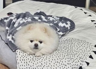 "반려견이 참사 막았다"…화재 감지하고 주인 깨워 가족 구해