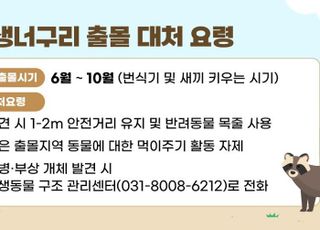 안양시, "야생너구리, 만지지 말고 안전거리 유지"