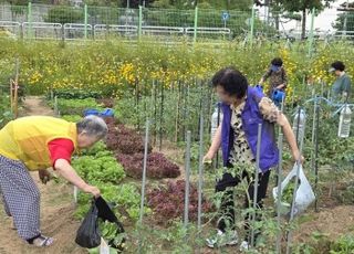 서울 성동구,독거어르신 위한 텃밭 경작'성동 케어팜'운영