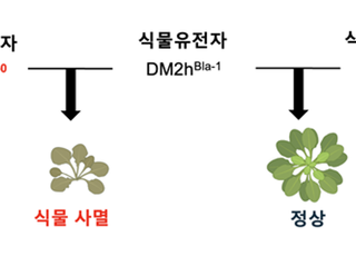 KAIST, 식물 자가면역 유발 단백질 구조 규명