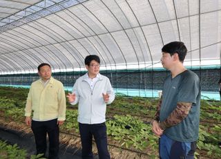 이중구조하우스로 인삼 고온 피해 70%↓…농진청, 전국 보급 확대