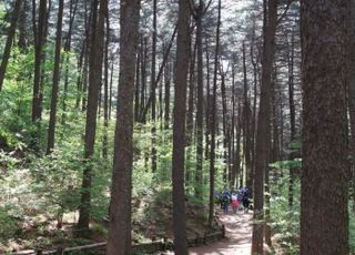 경기도, 폭염에 지친 몸 회복…‘산림치유 프로그램’4곳 운영