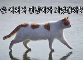 '꽁꽁 얼어붙은 한강' 위 걷던 그 고양이, 근황은? [영상]