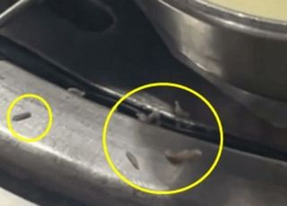 "한국 식당 맞아?" 삼겹살 옆 구더기 영상에 韓 이미지 타격 [영상]