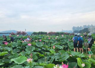 [시흥 소식] 시흥 '연꽃테마파크' 연꽃 만개 장관