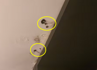 "객실 천장서 버섯이"...서울 호텔서 무슨 일이?