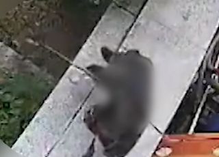 "왜 모종 밟아" 화살로 길고양이 몸 관통시킨 20대男
