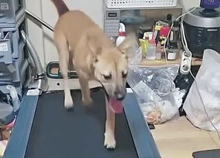 [영상] 반려견 3시간 러닝머신 태우고 귀 뚫고...틱톡커 "이게 학대?" 당당