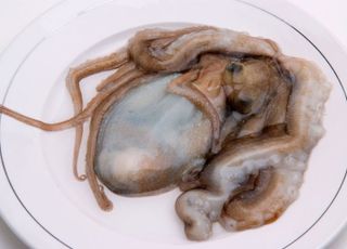 '봄 조개 가을 낙지' 가을 대표하는 낙지, 섭취 시 '이런 사람'은 주의 [데일리 헬스]