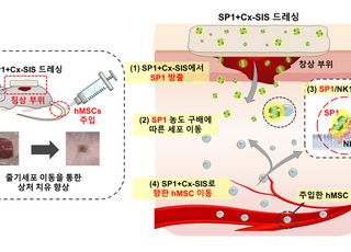 아주대 연구팀, '줄기세포 상처 치료' 효율 높일 신소재 개발