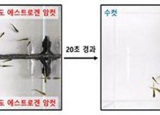 수컷 송사리, 호르몬 수치 높은 암컷 20초 만에 골라낸다