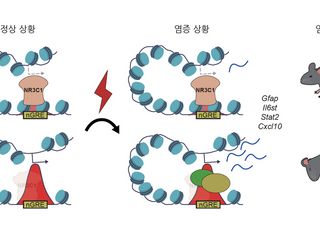 KAIST·IBS, 별아교세포 유전자 NR3C1 뇌 면역 조절 역할 규명