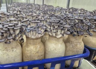 경기도농업기술원, 커피박 혼합배지 활용…기존 배지보다 수확량 8% 증가