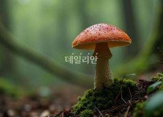 [속보] 버섯 나눠먹고 구토·복통…완주서 4명 병원 이송