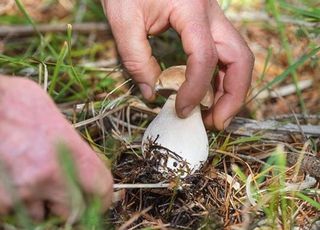 '이 음식' 잘못 먹었다가 집단 복통 호소…안전하게 섭취하려면? [데일리 헬스]
