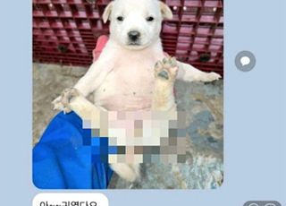 男의원이 단톡에 생식기 노출된 암컷 강아지 사진을…女비하 논란