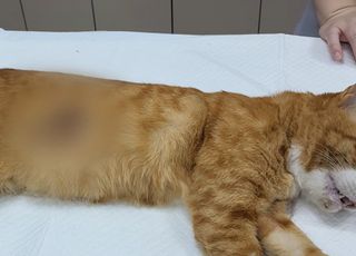 "누가 화살 쏴 우리 고양이 몸을 관통…" 용의자 추적 나선 경찰