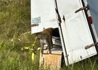 '바이러스 감염' 실험실 원숭이들 탈출…"한 마리 못 찾아, 인간에 공격적"