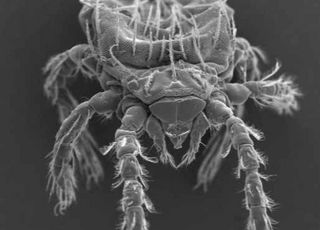 가을 털진드기 활동 급증…쯔쯔가무시증 주의