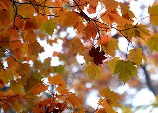 전국 대체로 맑고 일교차 15도 안팎...쌀쌀한 아침에 마시면 좋은 '차' [오늘 날씨]