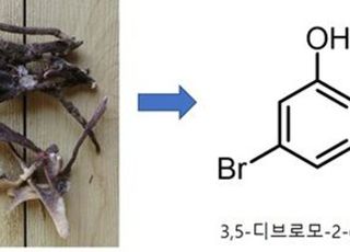 KIOST, 열대해면 추출물 당뇨병성 신장질환 치료 효과 확인