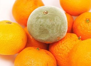 "곰팡이 핀 귤, 먹어도 되나요?"…제철 귤 보관법과 효능 [데일리 헬스]