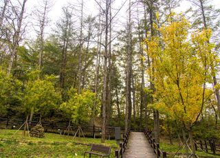 경기관광공사, 가을 '숲에서의 하루' …가볼 만한 아름 다운 숲길 추천