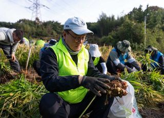 농협은행, 충남 서산서 생강 수확 일손돕기 나서…"농심천심"