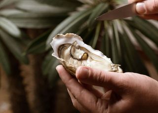 카사노바가 사랑한 음식 '굴' 많이 먹으면 정력도 세질까 [데일리 헬스]