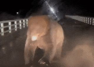 [영상] 습격 많다더니...겁도 없이 달려드는 야생곰