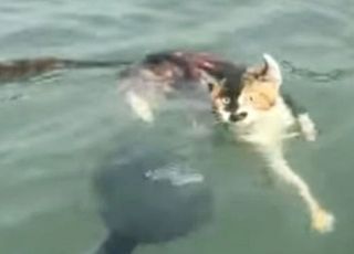 "자비를 실천…" 1000마리 고양이 방생, 대참사 벌어졌다