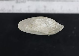 해남 송호리 조선시대 추정 고선박서 목재 침식 해양생물 6종 확인