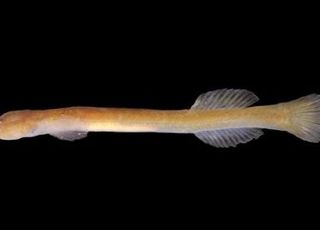 최신 유전자 생물 탐지 기술 통해 희귀어류 '주홍미끈망둑' 신규 서식지 확인